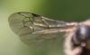 Andrena flavipes